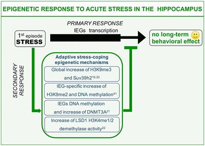 Acute Stress-Induced Epigenetic Modulations and Their Potential Protective Role Toward Depression